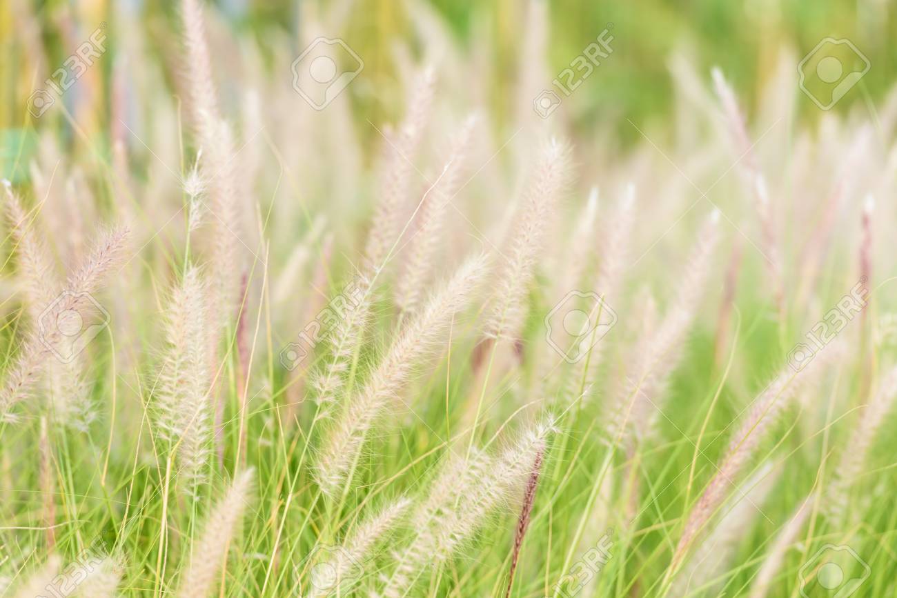 ドワーフフォックステール草またはペニセタム脱毛剤雑草草の花 の写真素材 画像素材 Image ドワーフフォックステール草またはペニセタム脱毛剤雑草草の花 の写真素材 画像素材 Image
