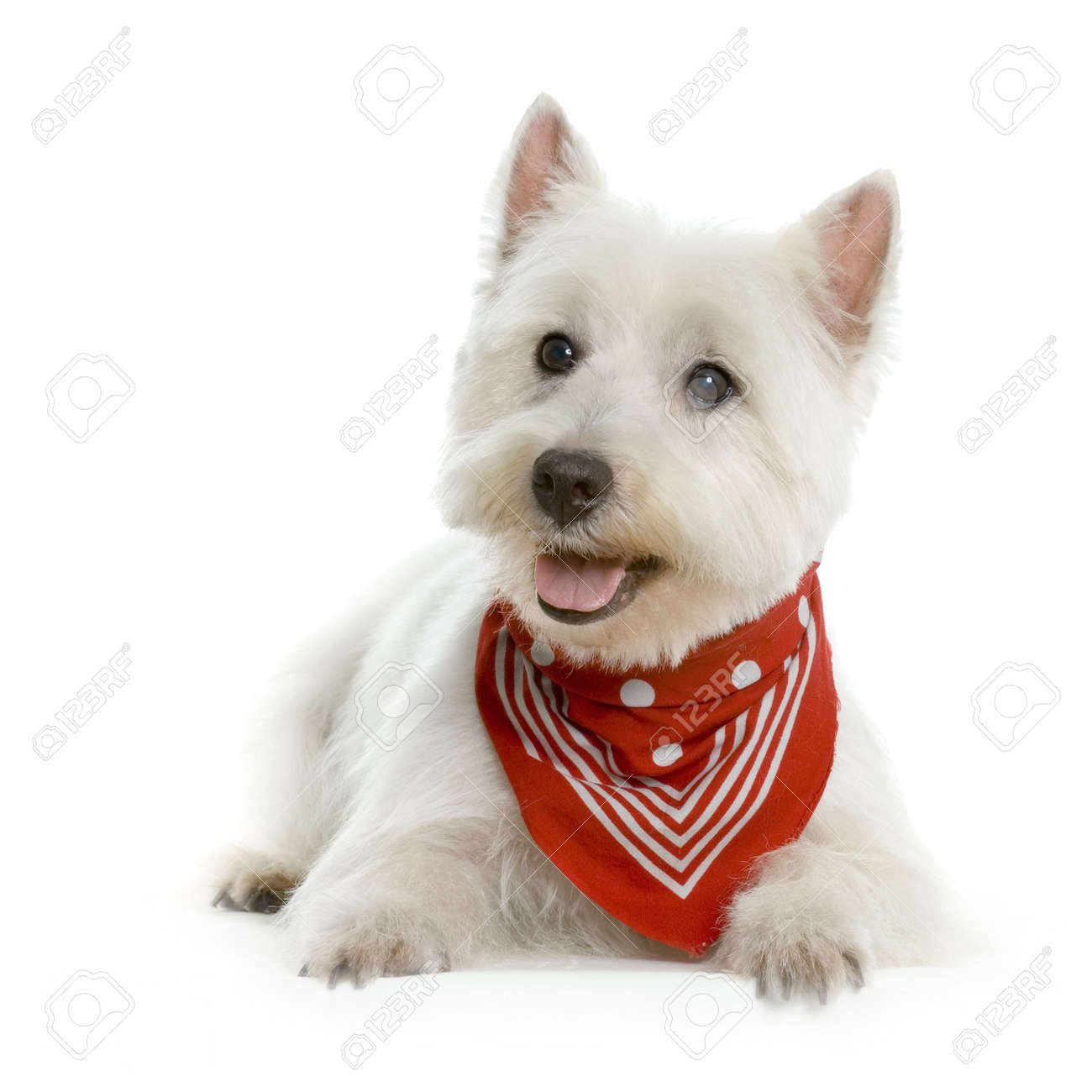 westie scarf