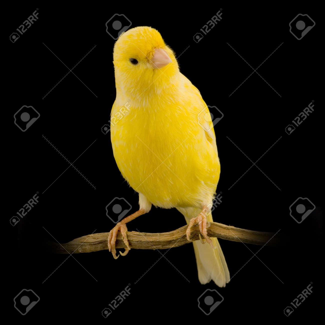 yellow canary on its perch in front of a black background - 719073 yellow canary on its perch in front of a black background - 719073