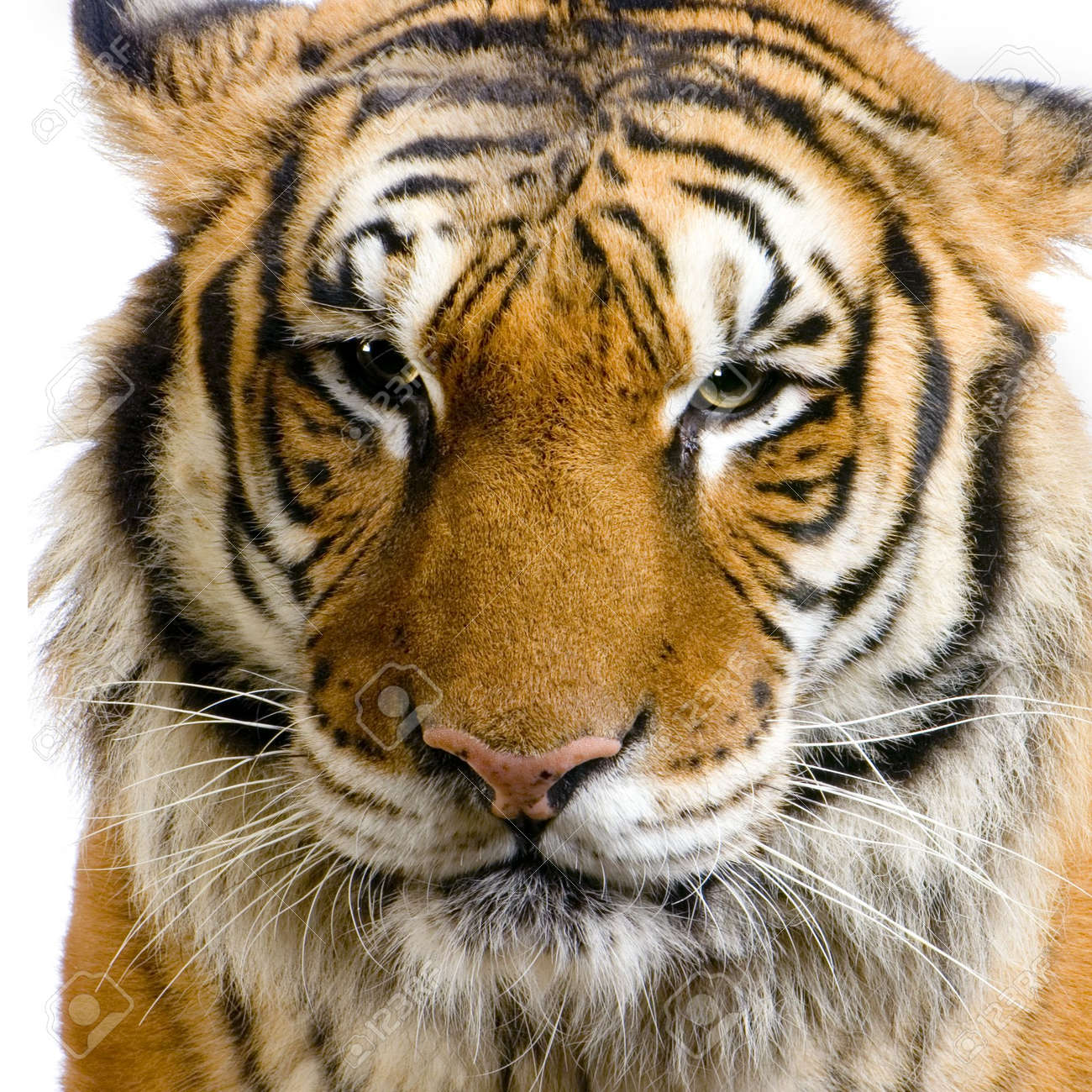 close up on a tiger s face in front of a white background all