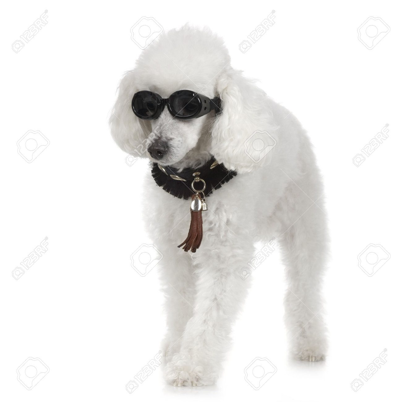 french bulldog saviours rescue