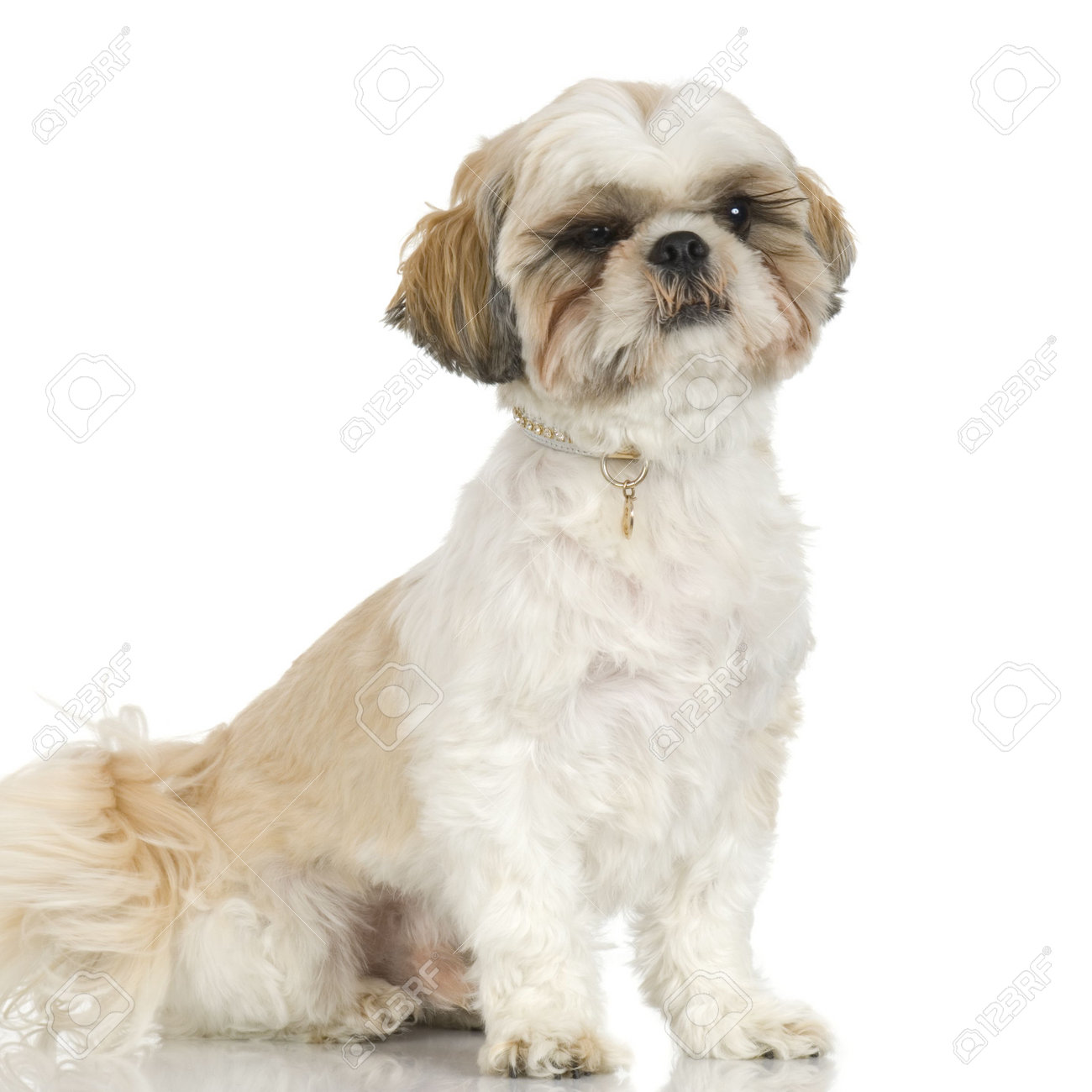 adult shih tzu