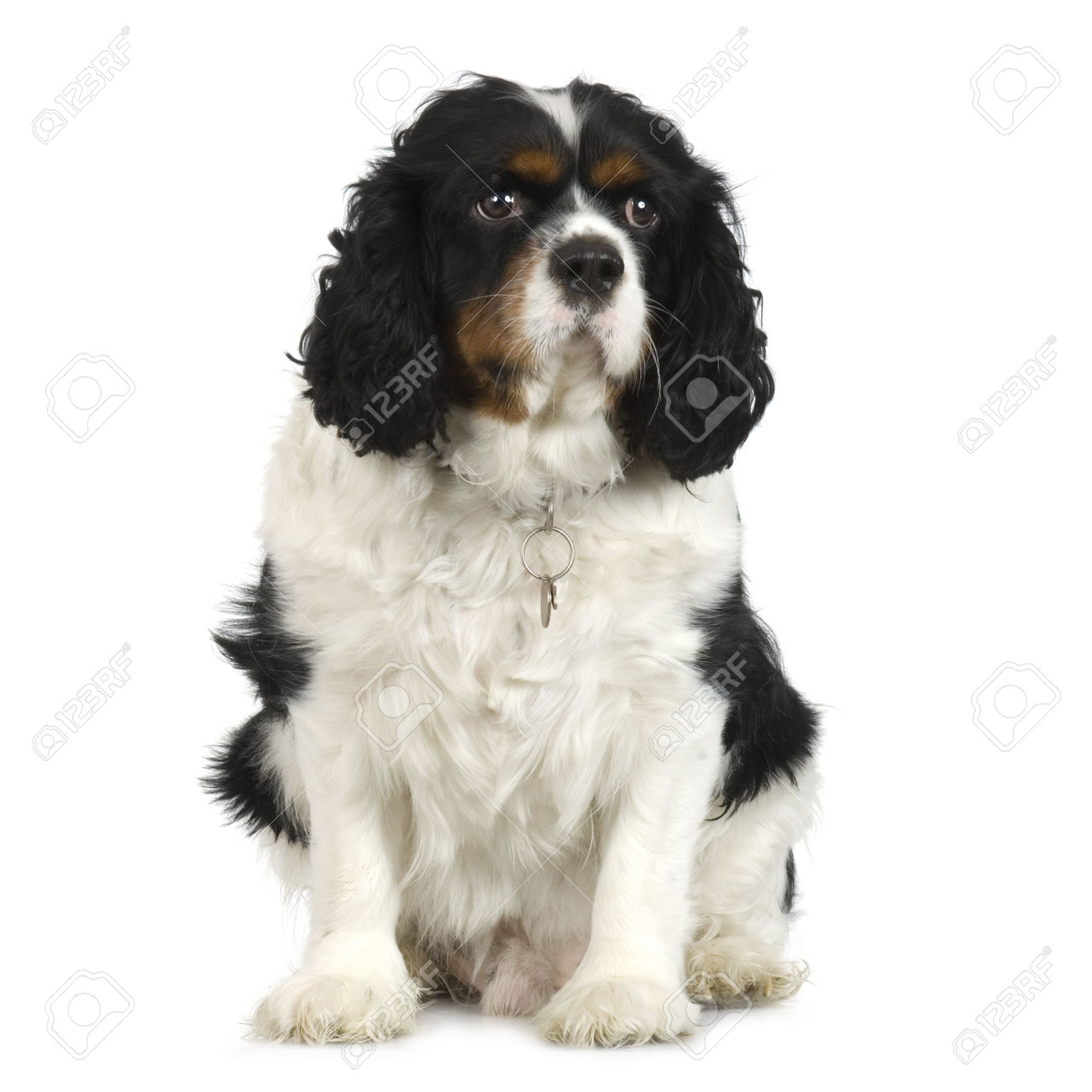 cavalier king charles spaniel adult