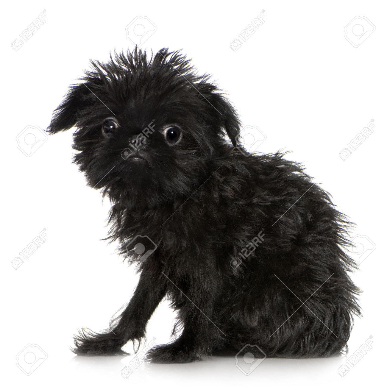 dog vomiting white bile