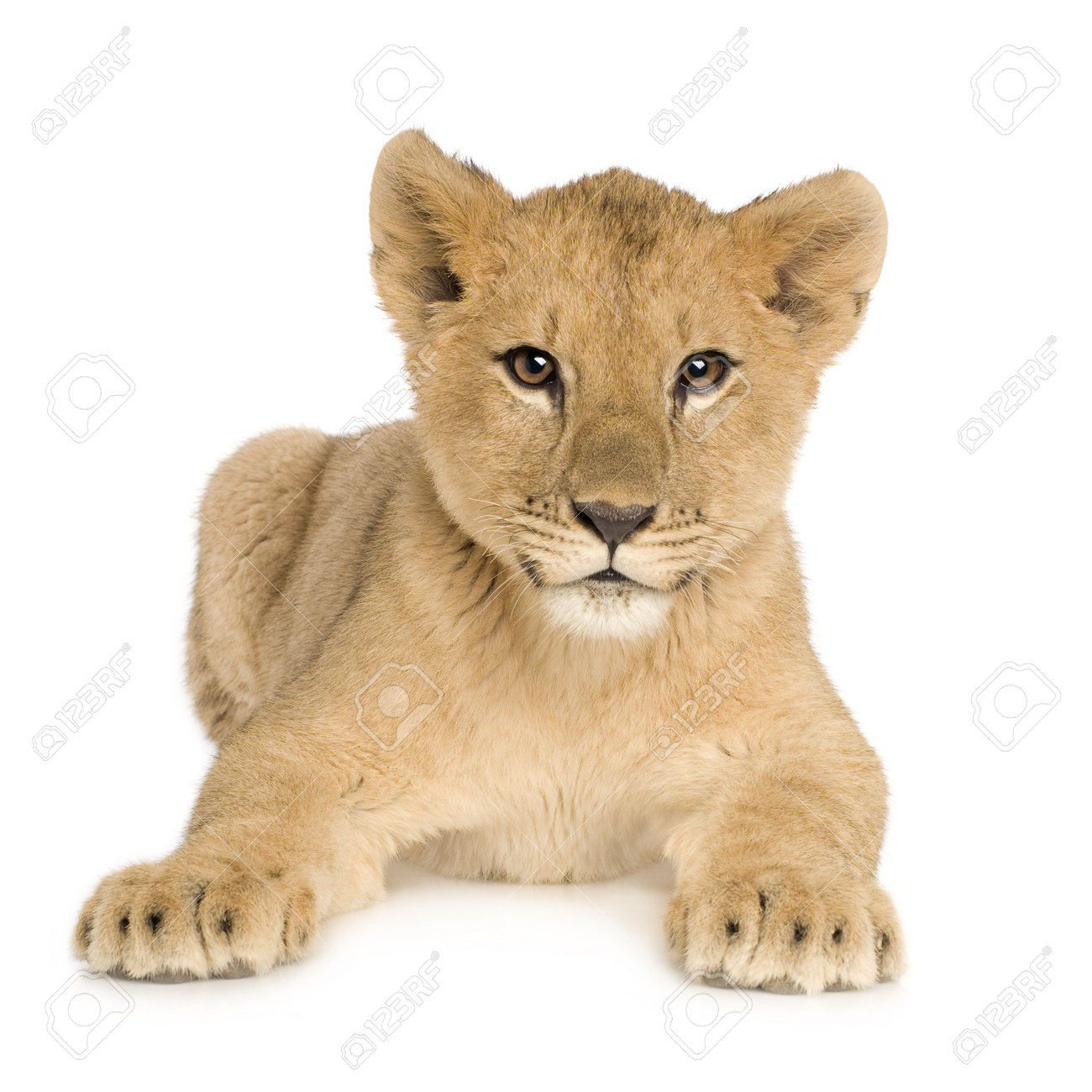 lion cub 5 months