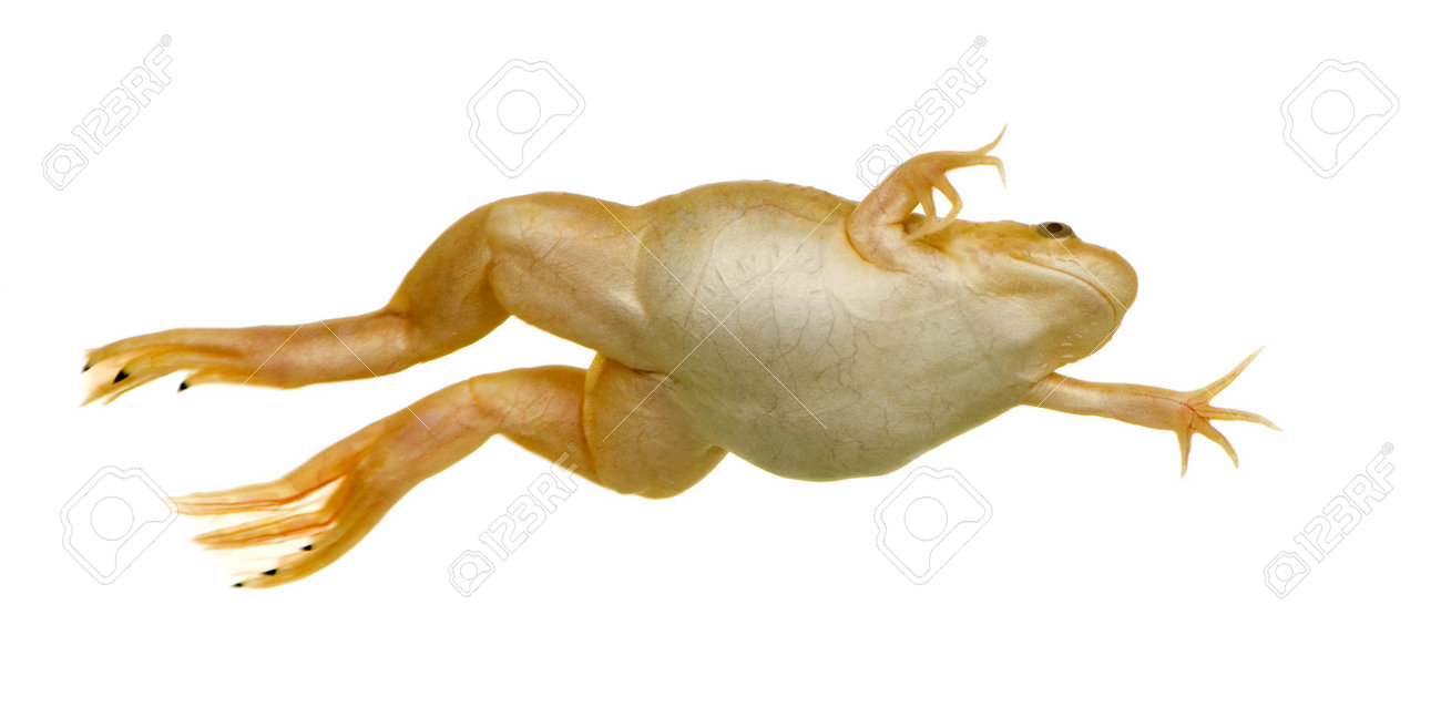 Αποτέλεσμα εικόνας για laevis xenopus