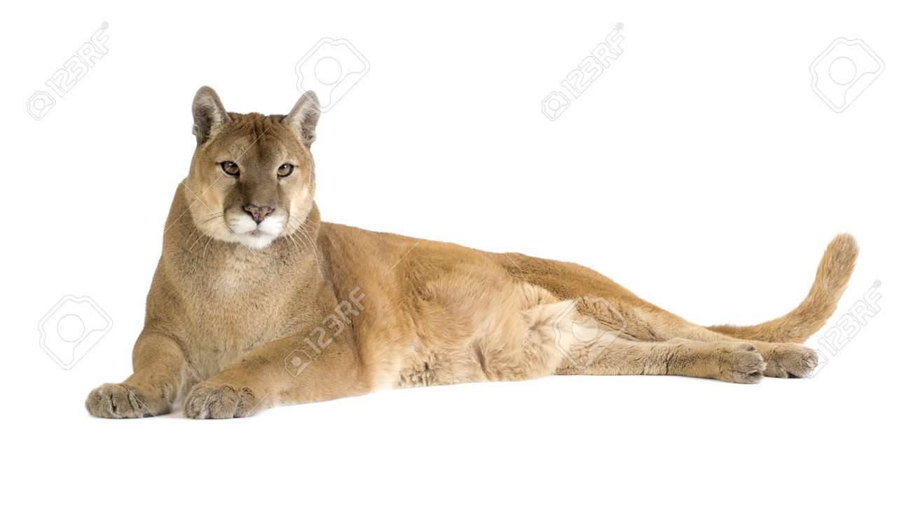 un puma blanco