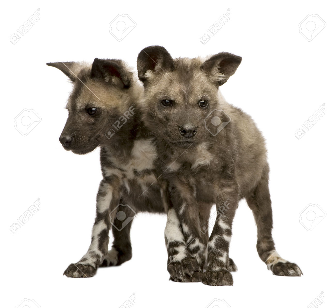 アフリカの野生の犬カブ 9 週間リカオン白い背景の前で の写真素材 画像素材 Image