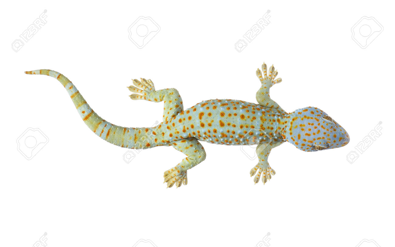 tokay gecko gekko gecko in front of a white background stock photo