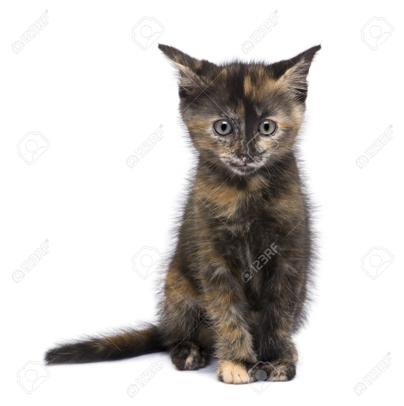 tortie kittens for sale