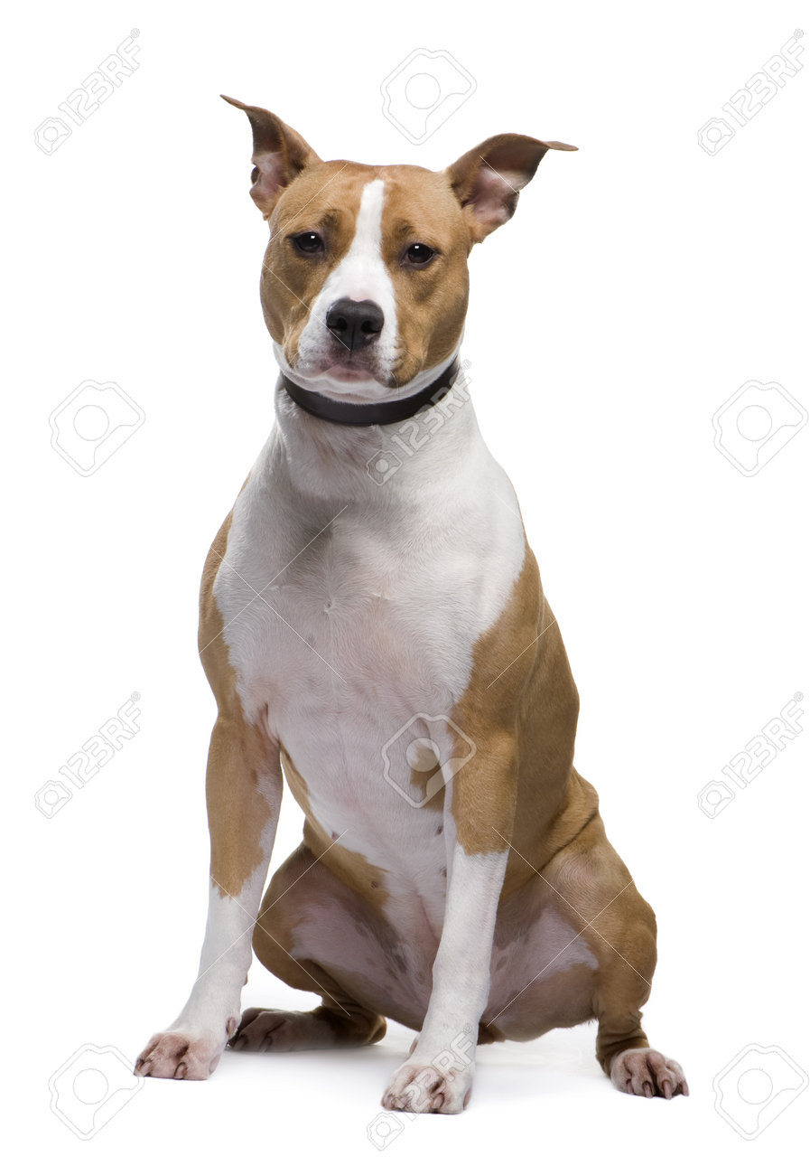 american staffordshire terrier jack russell terrier