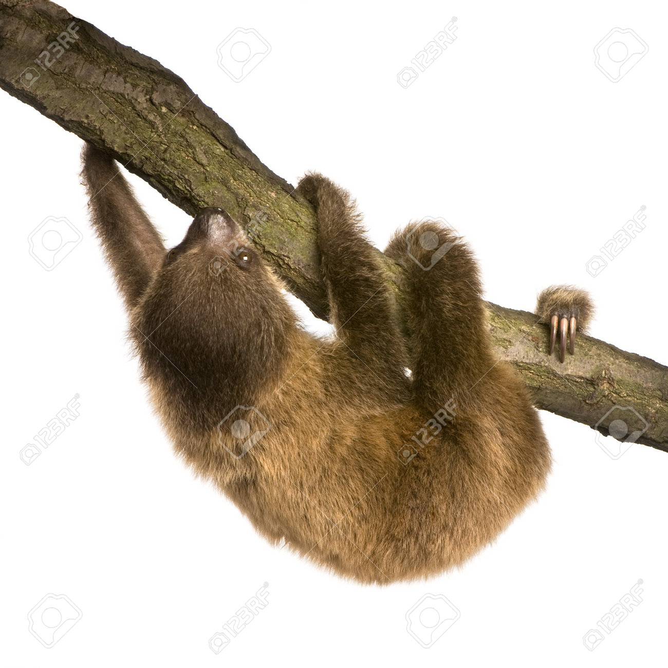 Bebe Paresseux A Deux Doigts 4 Mois Didactylus Choloepus Devant Un Fond Blanc Banque D Images Et Photos Libres De Droits Image