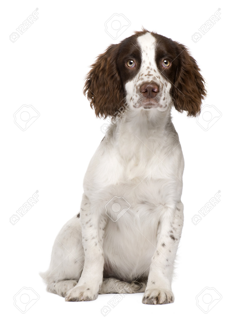 springer spaniel white