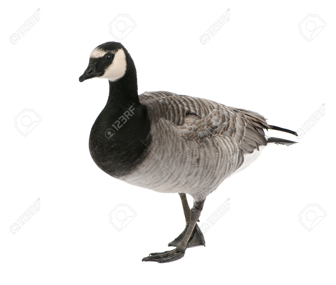 canada goose branta price canada goose branta price