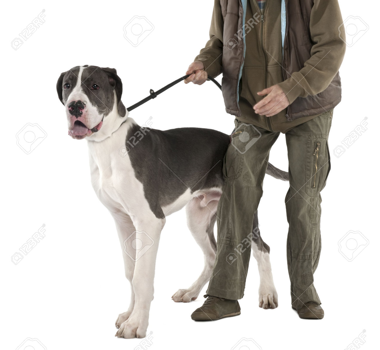 great dane leash
