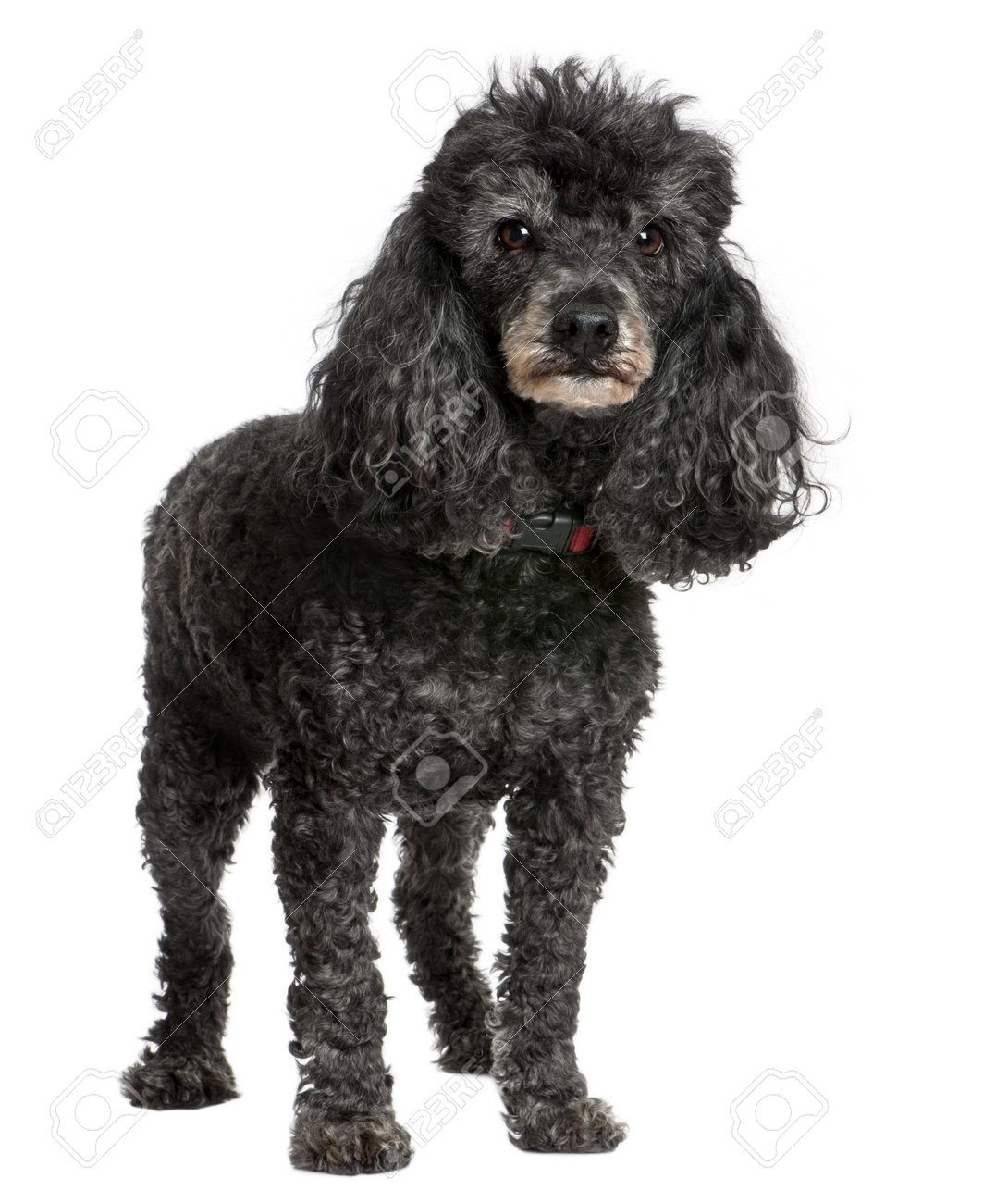 miniature australian shepherd size