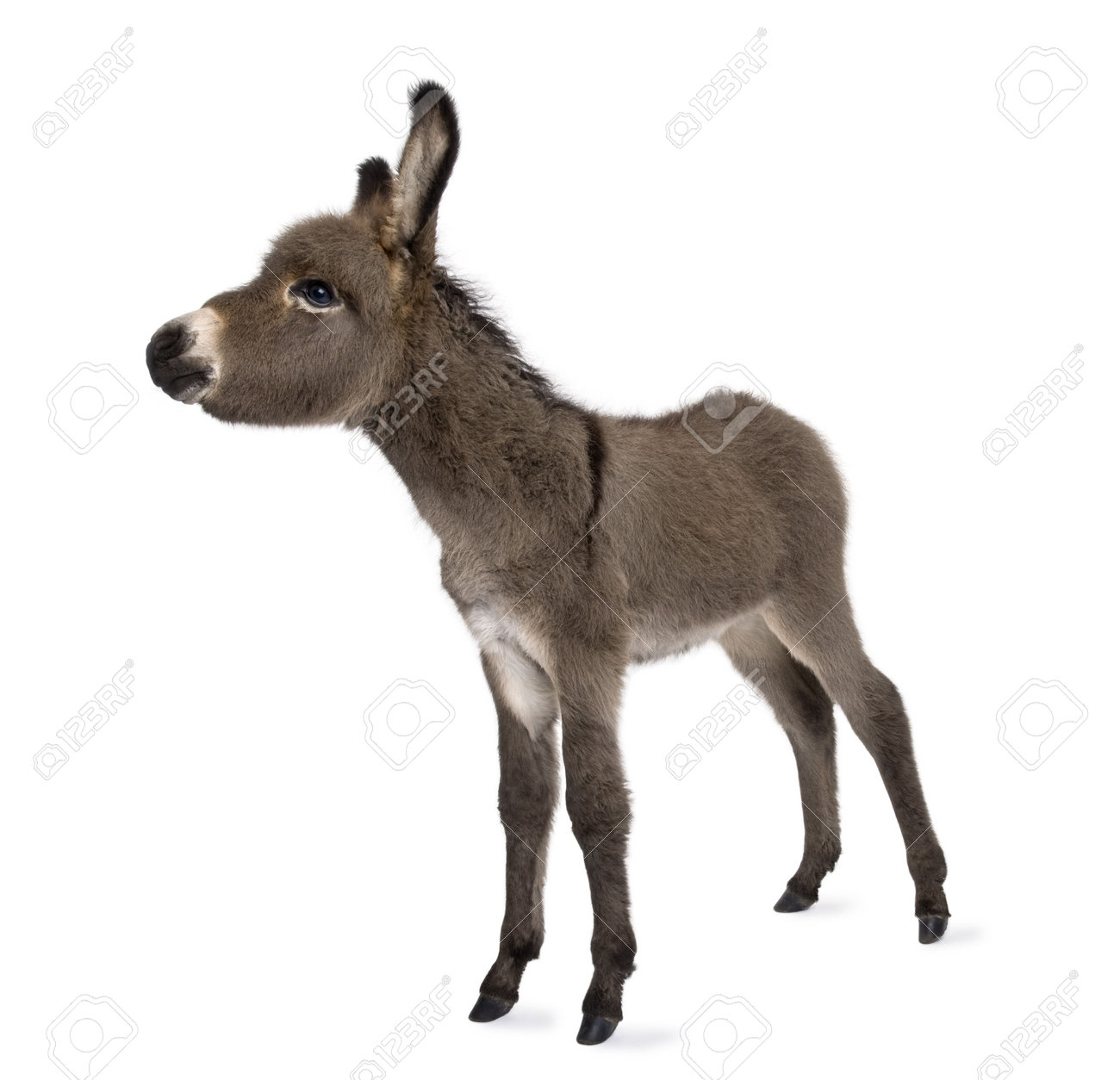 白い背景の前でロバ子馬 2 ヶ月 の写真素材 画像素材 Image