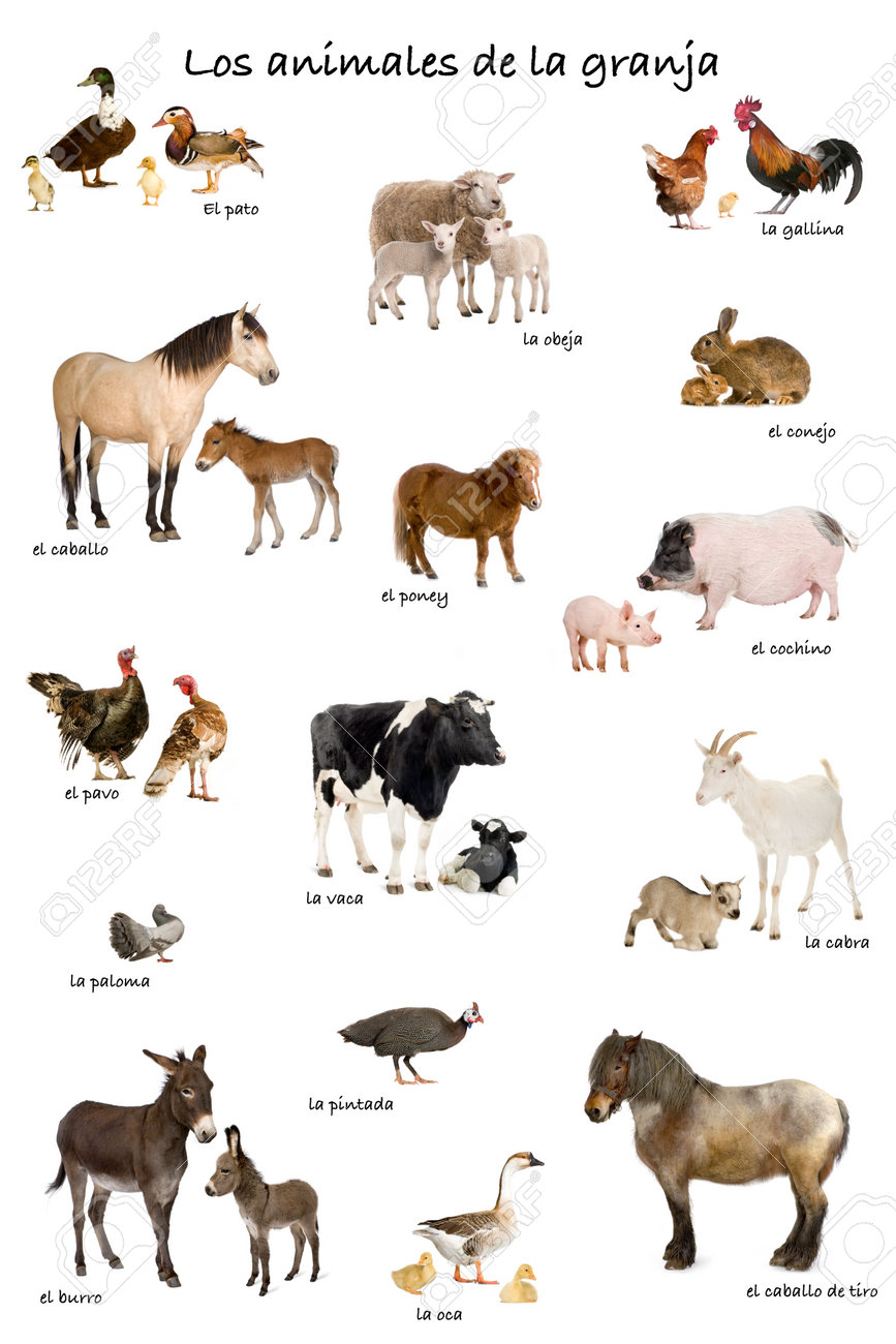 Collage Of Farm Animals In Spanish In Front Of White Background Stock Photo Picture And Royalty Free Image Image