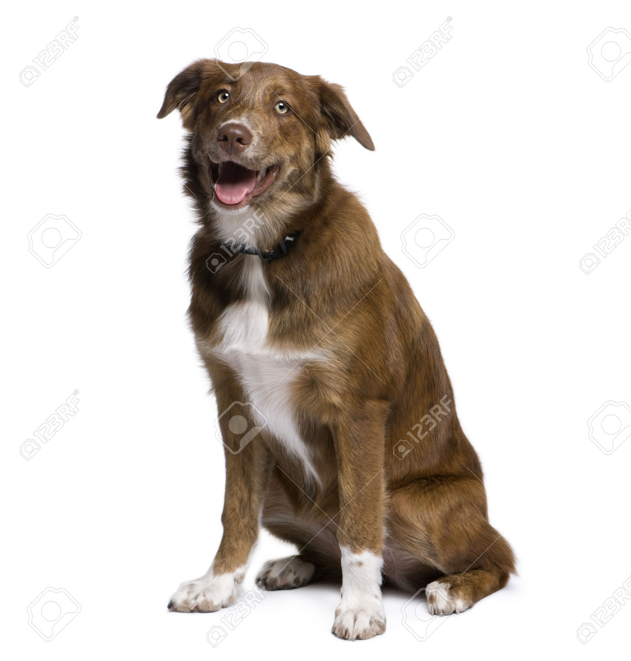 5 month old miniature australian shepherd australian shepherd stock photos u0026 pictures royalty free 5 month old miniature australian shepherd australian shepherd stock photos u0026 pictures royalty free