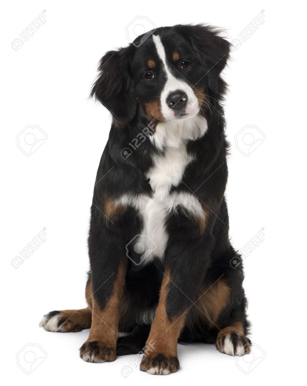9 month old bernese mountain dog