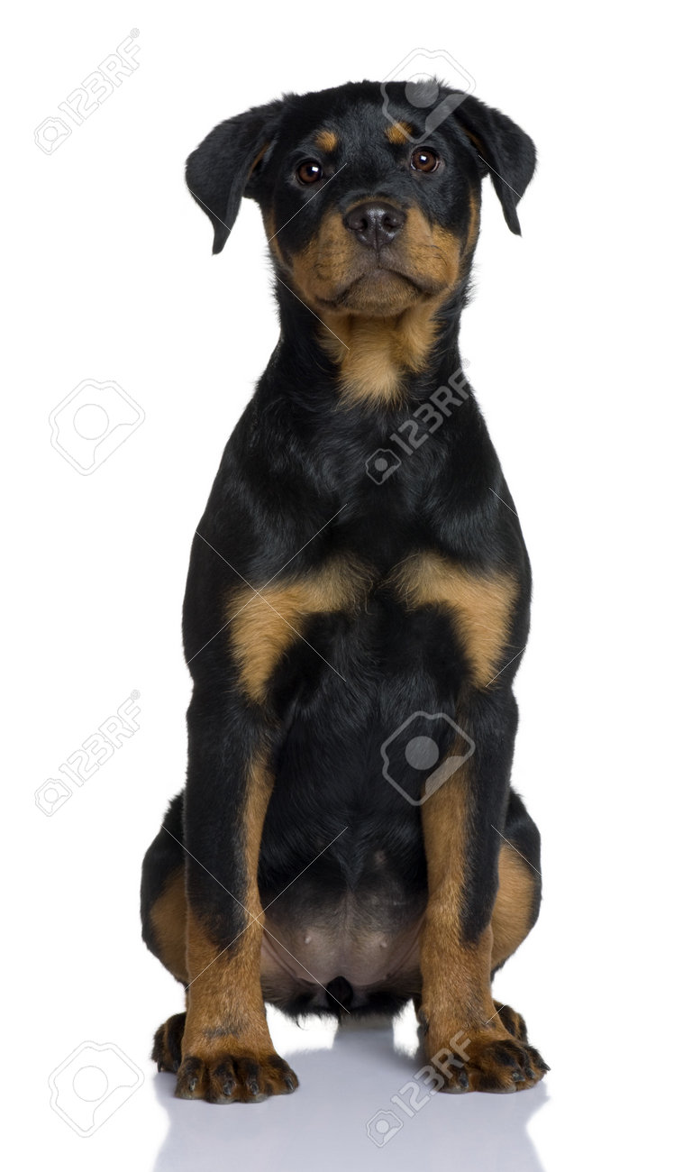 Immagini Stock Rottweiler Cucciolo 3 Mesi Di Eta Seduto Davanti A Fondo Bianco Image 6379023