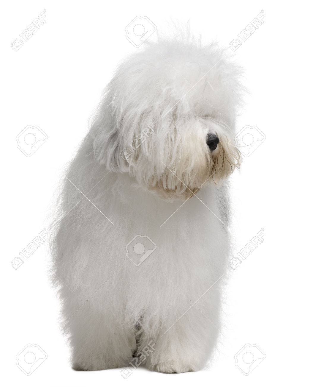 coyote hunting dogs for sale