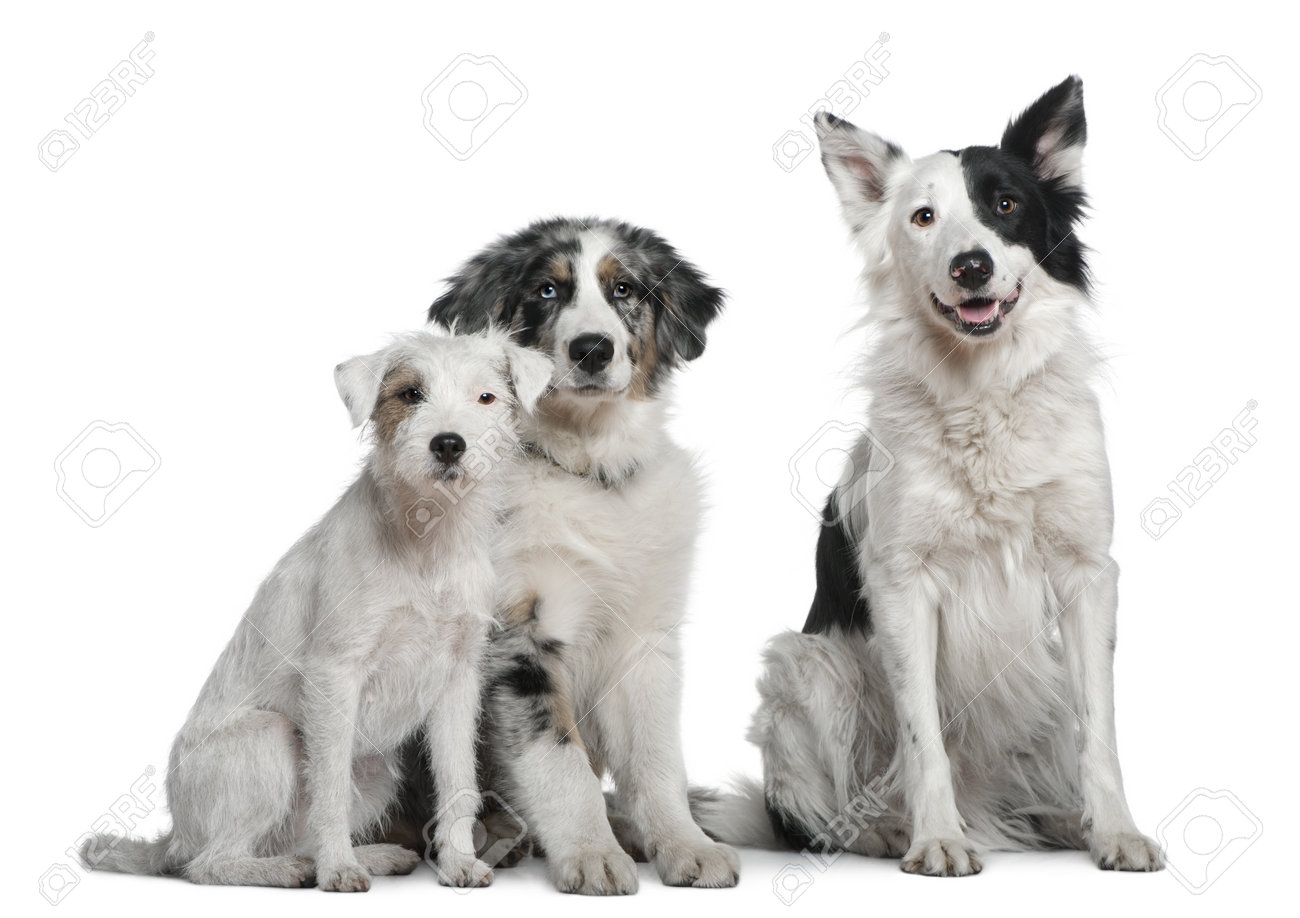 australian shepherd puppy 4 months border collie 4 years old parson russell terrier and australian australian shepherd puppy 4 months border collie 4 years old parson russell terrier and australian