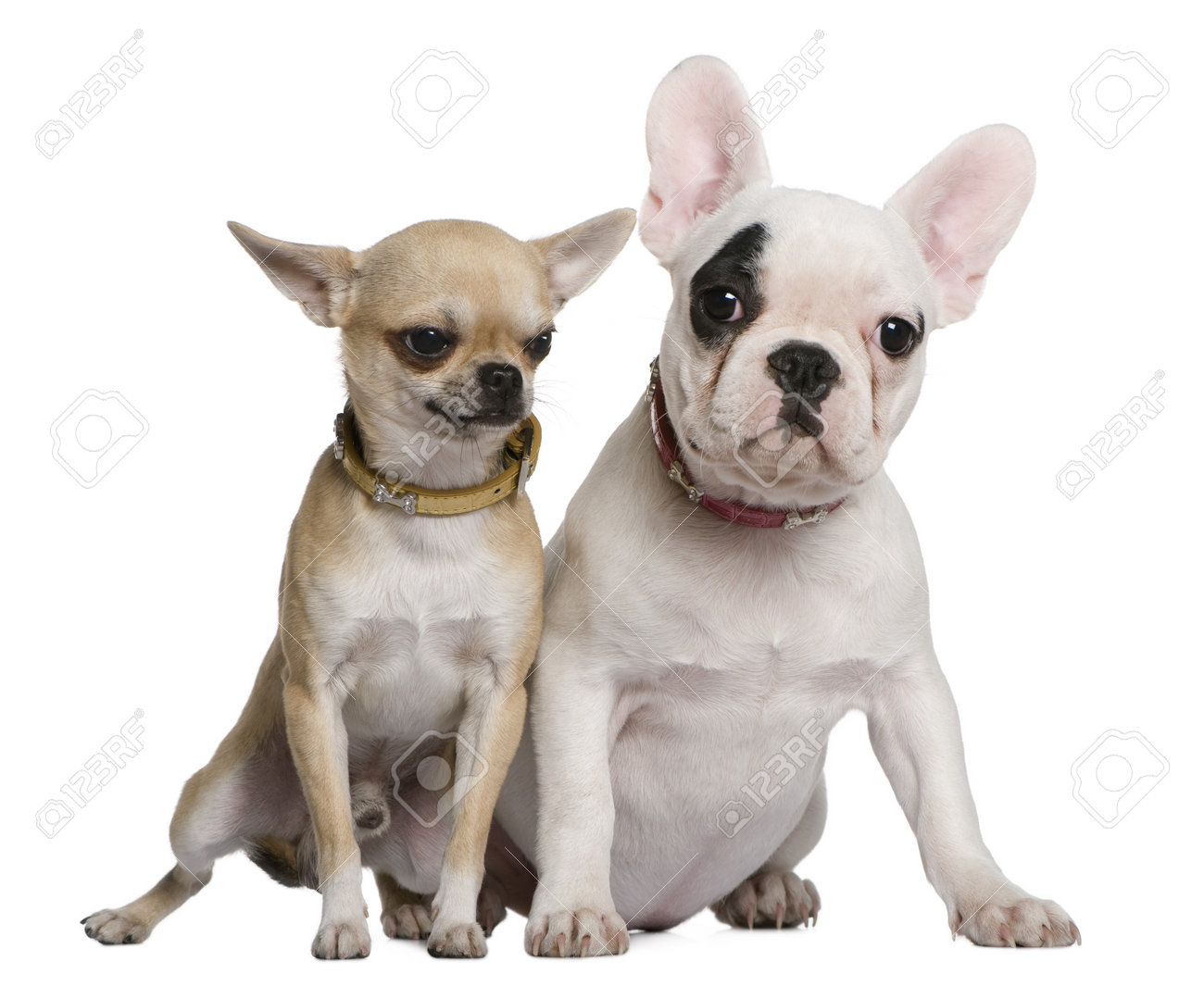 bulldog and chihuahua