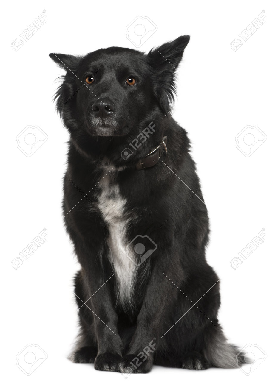 belgian sheepdog groenendael puppies belgian shepherd groenendael images u0026 stock pictures royalty free belgian sheepdog groenendael puppies belgian shepherd groenendael images u0026 stock pictures royalty free