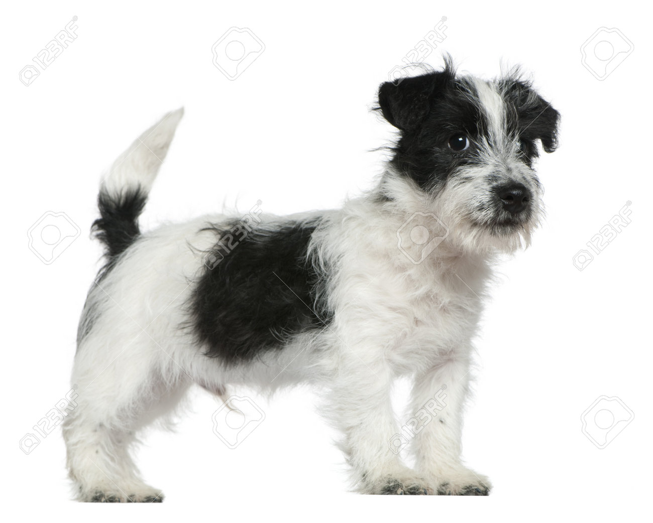 Month Old Jack Russell Terrier 2025