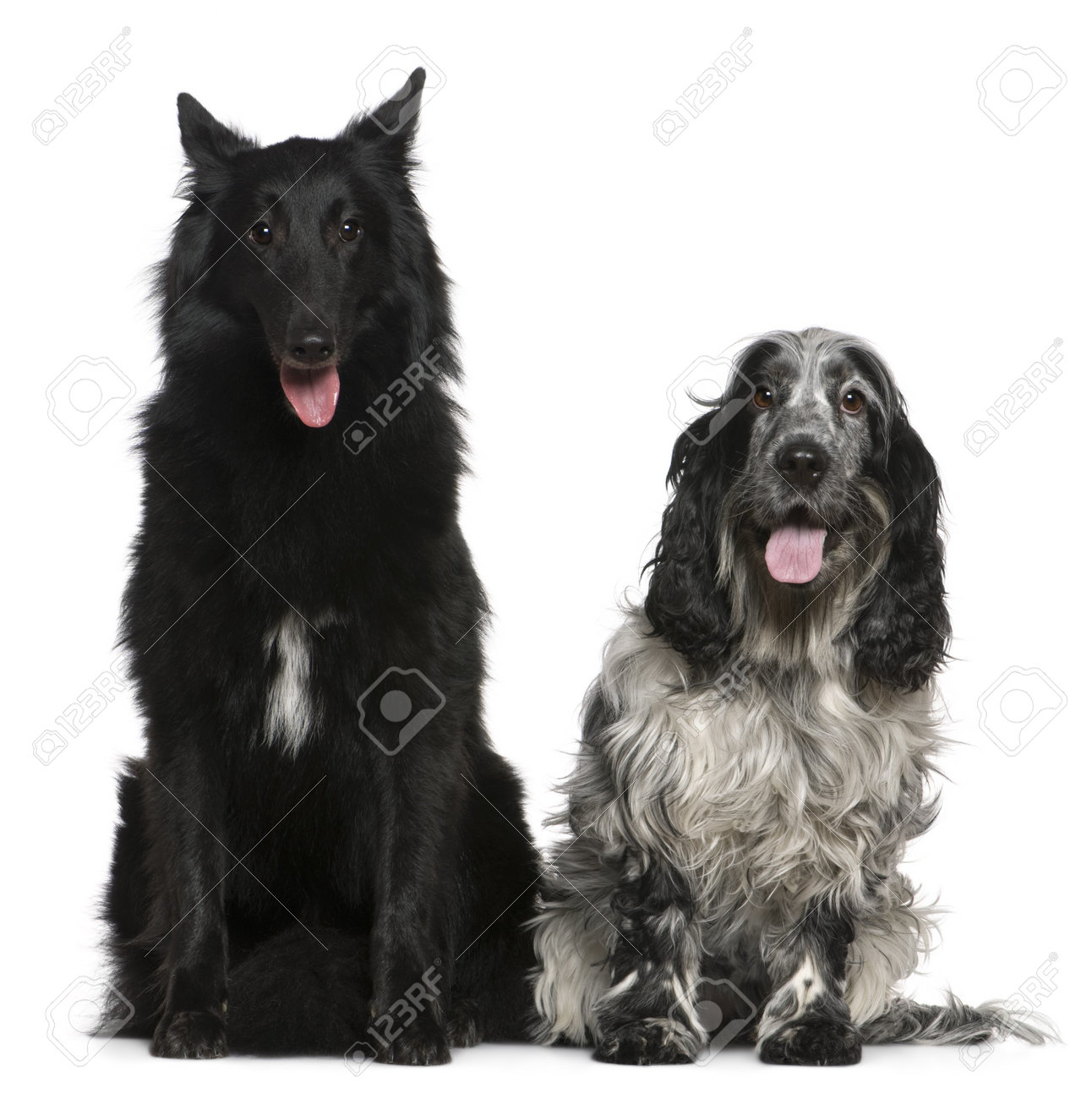belgian sheepdog groenendael puppies belgian shepherd dog groenendael 2 years old and english cocker belgian sheepdog groenendael puppies belgian shepherd dog groenendael 2 years old and english cocker