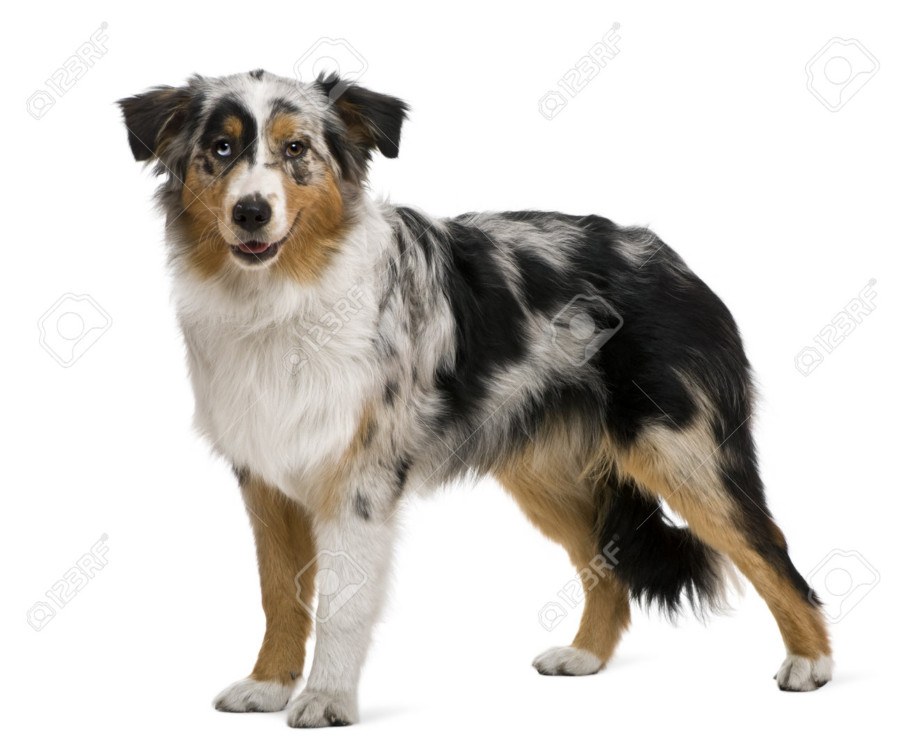 6 month old mini australian shepherd australian shepherd 6 months old in front of white background 6 month old mini australian shepherd australian shepherd 6 months old in front of white background