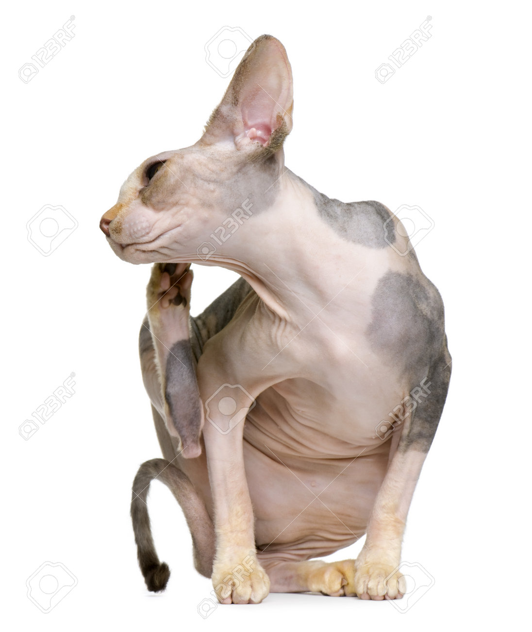 etiam-dictum-ipsum-a-felis