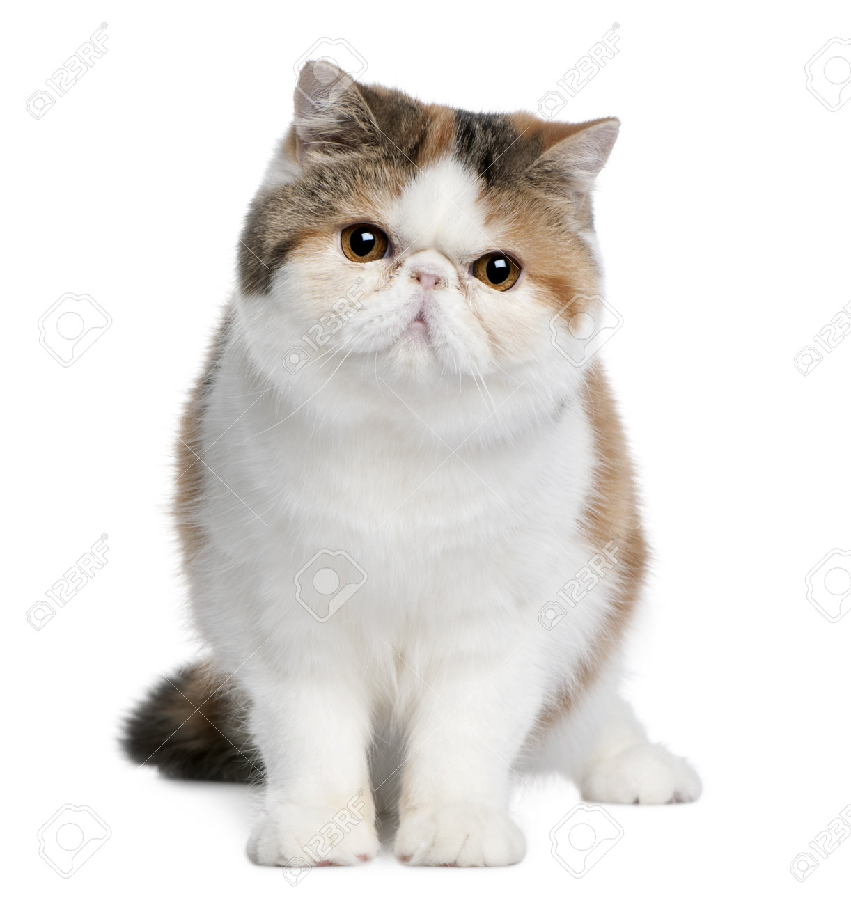 Exotic Shorthair Cat 8 Months Old Sitting In Front Of White