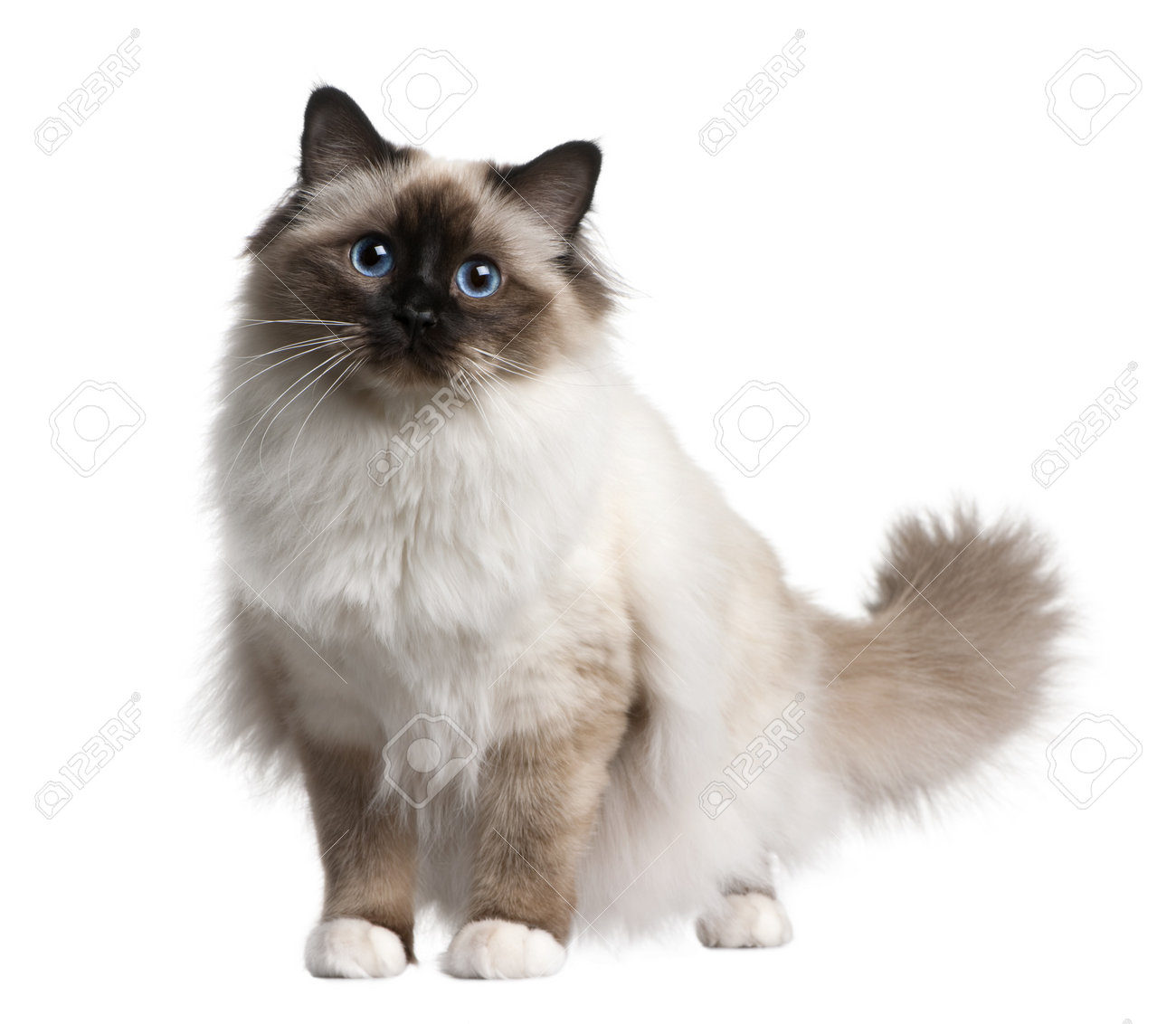 ぬいぐるみ 黒猫 ハーマン Hermann 水色リボン jouet・おもちゃ