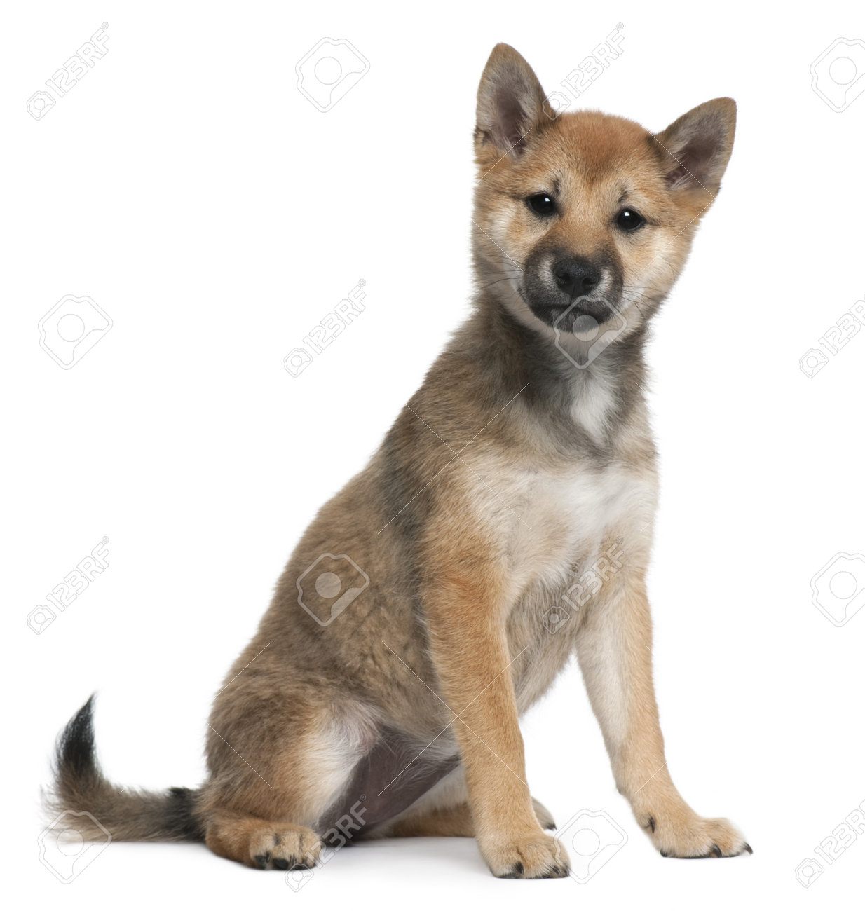 Shiba Inu Puppy 5 Months Old Sitting In Front Of White Background