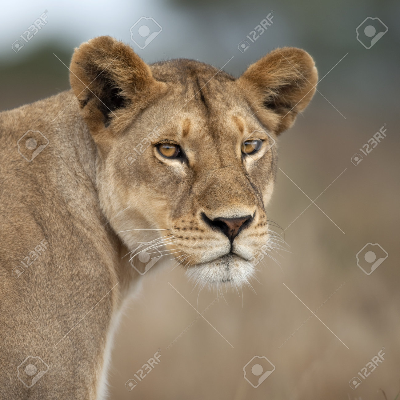 close up of lioness in serengeti tanzania africa stock photo