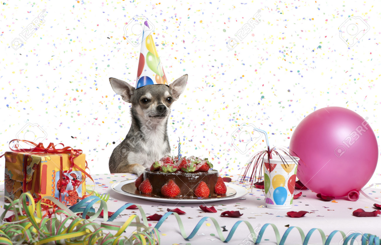 chihuahua birthday hat