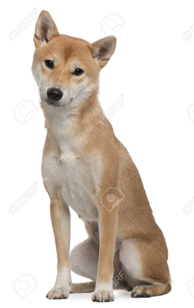 Shiba Inu 1 Year Old Sitting In Front Of White Background