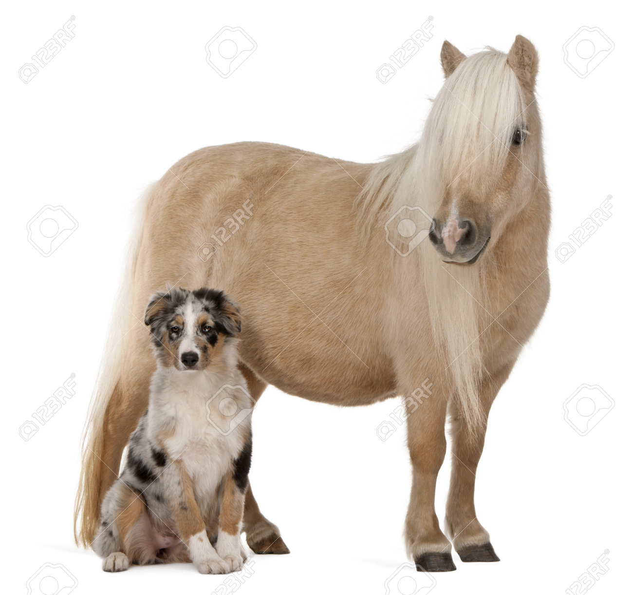 miniature australian shepherd 3 months australian shepherd puppy stock photos royalty free australian miniature australian shepherd 3 months australian shepherd puppy stock photos royalty free australian