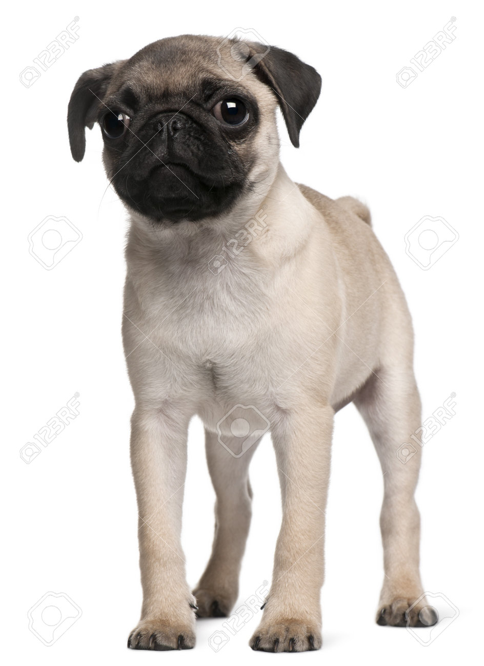 royal canin gsd junior