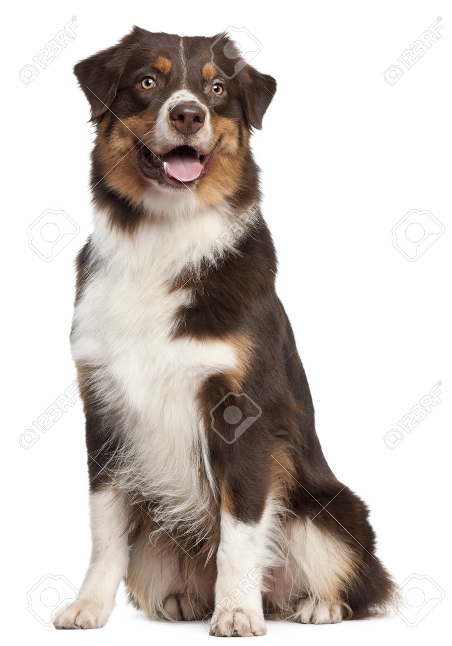 circle c australian shepherds australian people stock photos u0026 pictures royalty free australian circle c australian shepherds australian people stock photos u0026 pictures royalty free australian