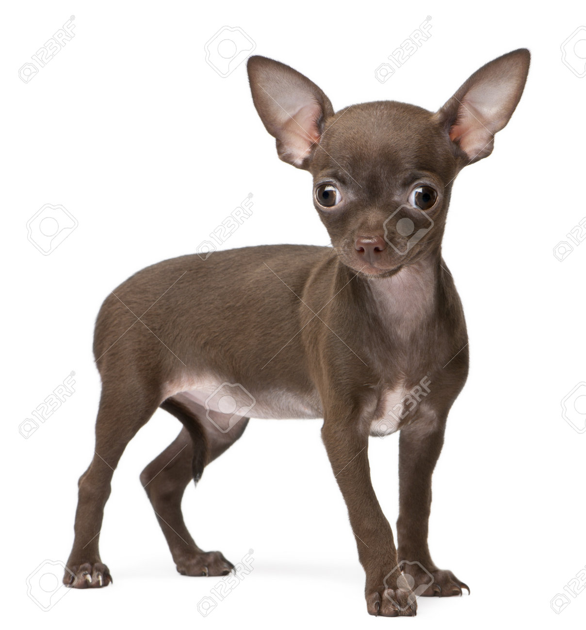 cat meowing with toy