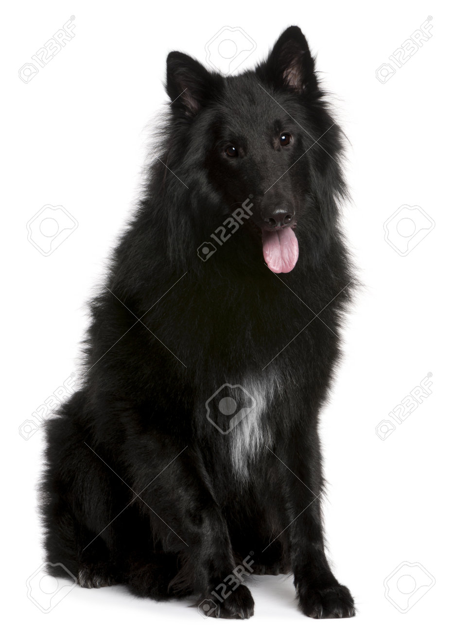 Belgian Shepherd Dog Groenendael 1 Year Old Sitting In Front Stock Photo Picture And Royalty Free Image Image 8651611