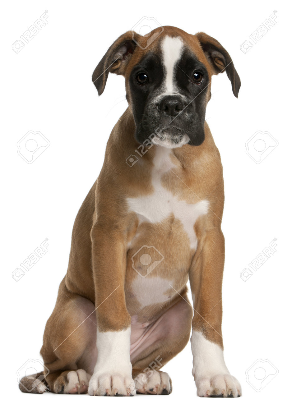 boxer puppy 3 months old sitting in front of white background