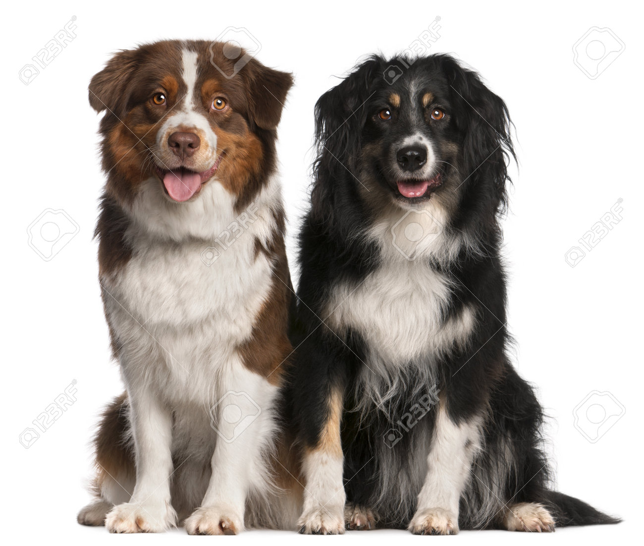 australian shepherd queensland australian people stock photos u0026 pictures royalty free australian australian shepherd queensland australian people stock photos u0026 pictures royalty free australian