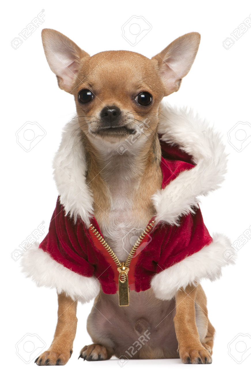 chihuahua coat