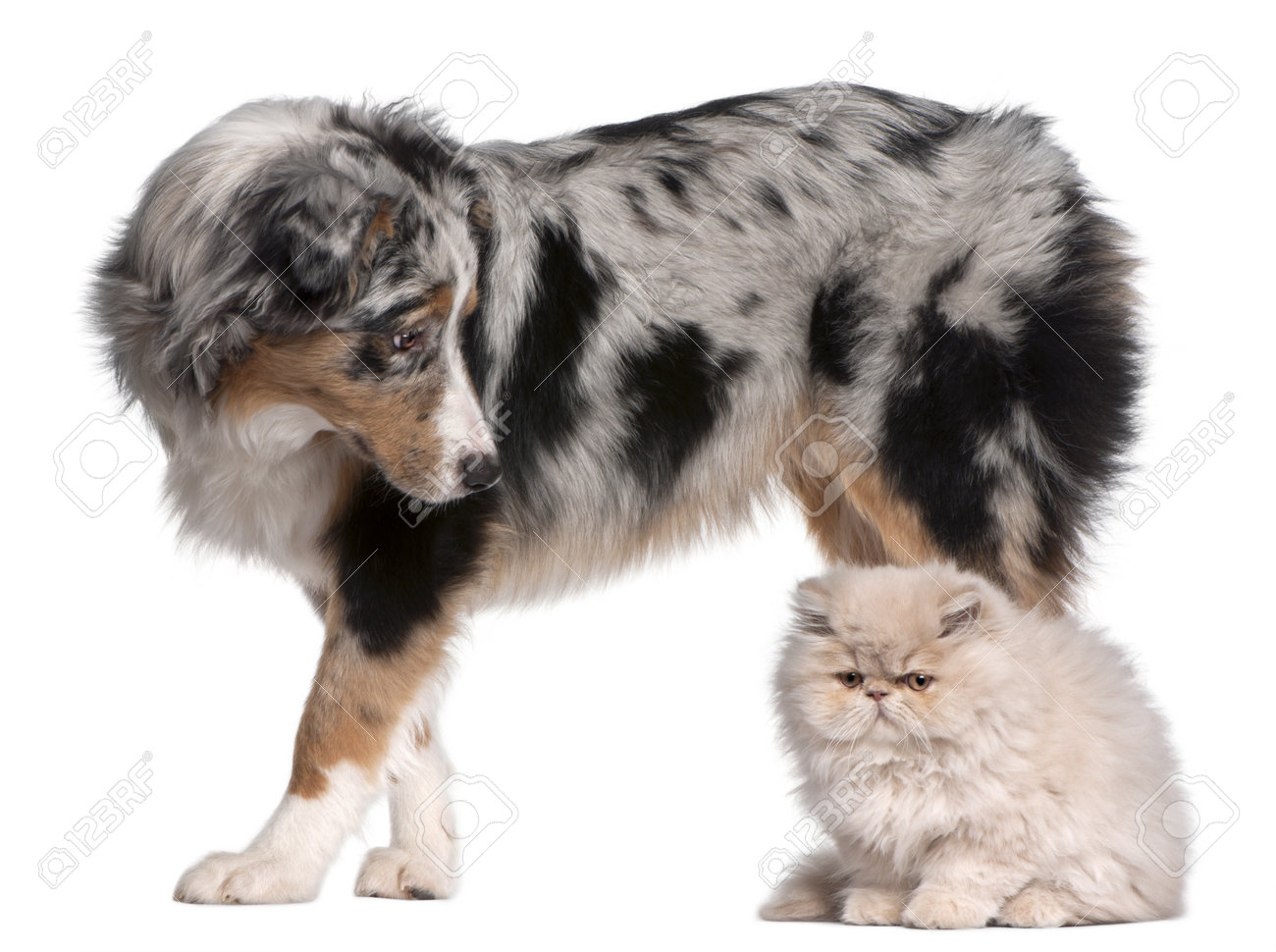 mini australian shepherd 6 months australian shepherd puppies stock photos royalty free australian mini australian shepherd 6 months australian shepherd puppies stock photos royalty free australian