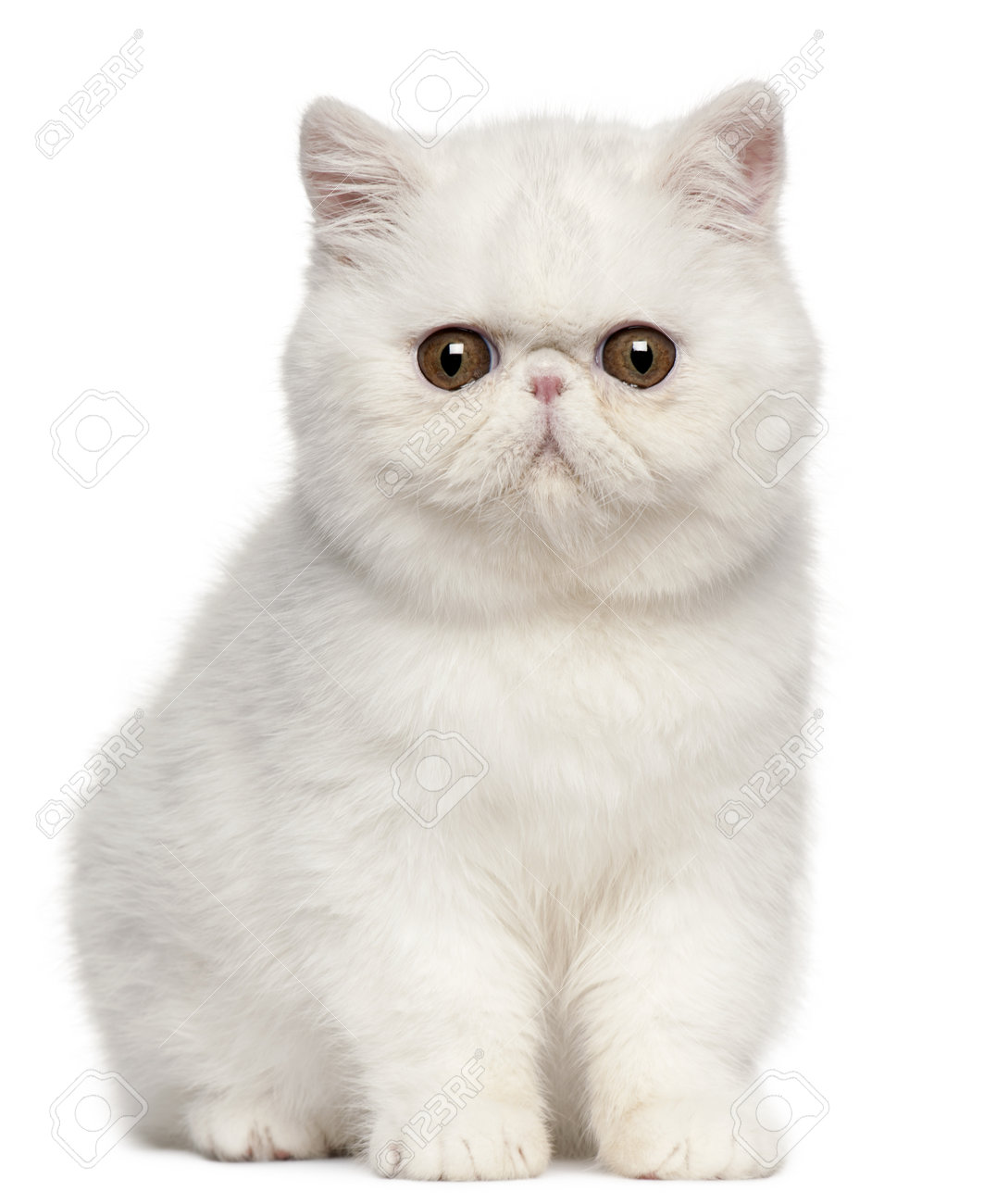 Exotic Shorthair Kitten 4 Months Old Sitting In Front Of White