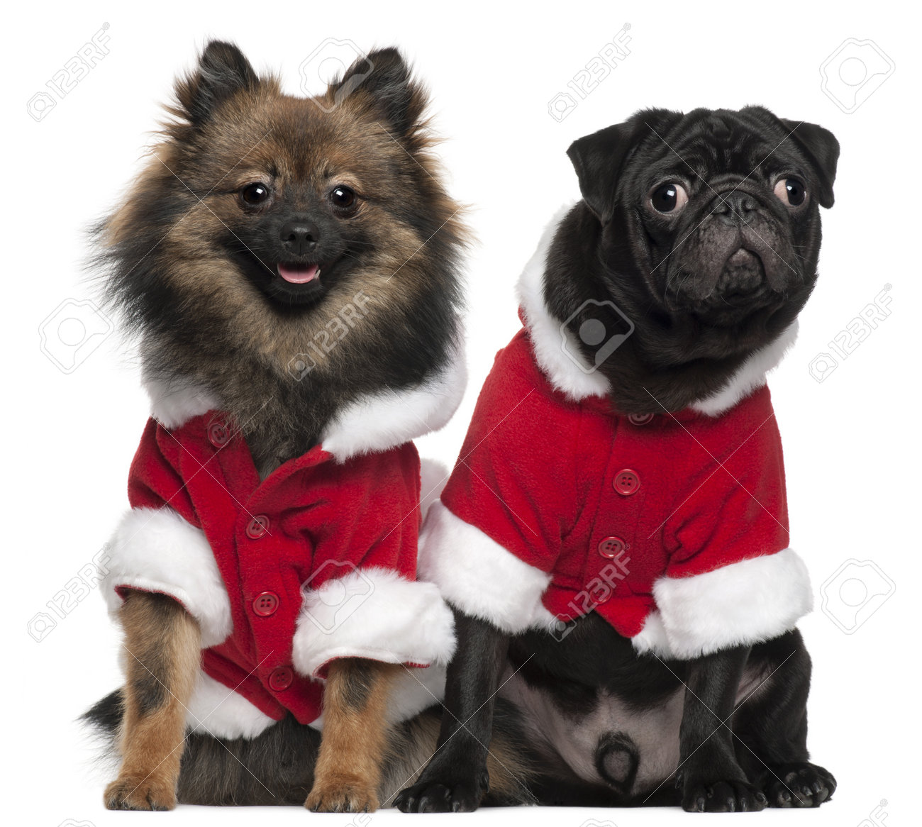 Pug Puppy 6 Months Old And Spitz 7 Months Old Wearing Santa Stock Photo Picture And Royalty Free Image Image 8654352